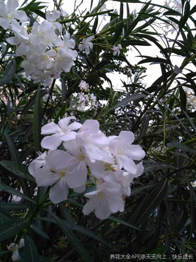夹竹桃明明有剧毒，为什么大街上随处可见，还被称作“希望之花”