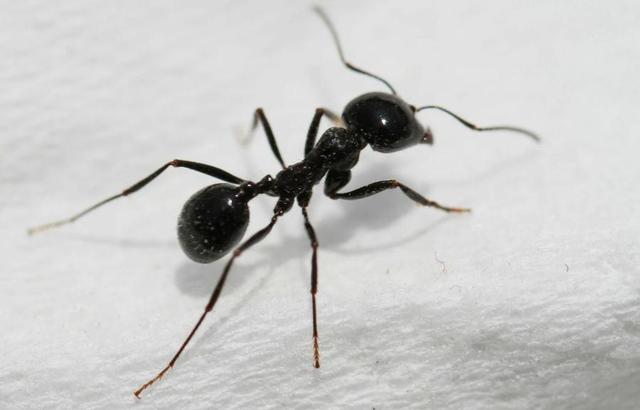 如何消灭蚂蚁(如何消灭蚂蚁最有效的方法)