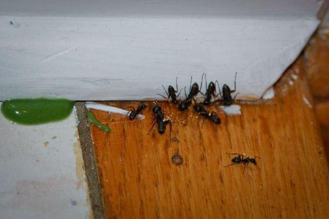 如何消灭蚂蚁(如何消灭蚂蚁最有效的方法)