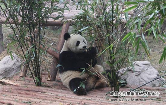 大熊猫爱吃的竹子(大熊猫爱吃的竹子是什么)