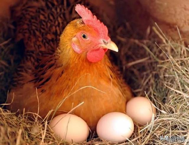 先有鸡还是先有蛋(先有鸡还是先有蛋标准答案)