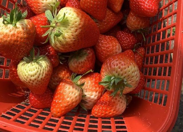 草莓是什么季节的水果(草莓是什么季节的水果-几月份可以摘草莓-)