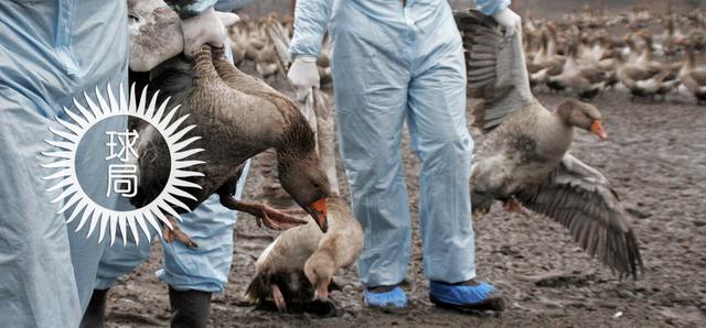 禽流感是哪一年发生的(禽流感是哪一年发生的2013)