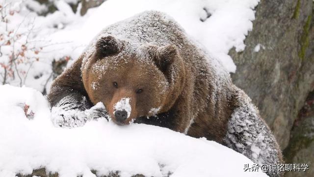 冬眠熊(冬眠熊图片)