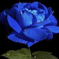 蓝玫瑰花多少钱(蓝玫瑰花多少钱一朵)