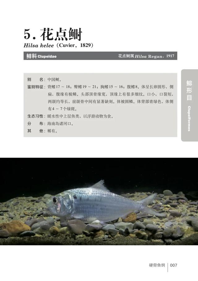淡水观赏鱼的种类图片(淡水观赏鱼的种类图片和名字大全)