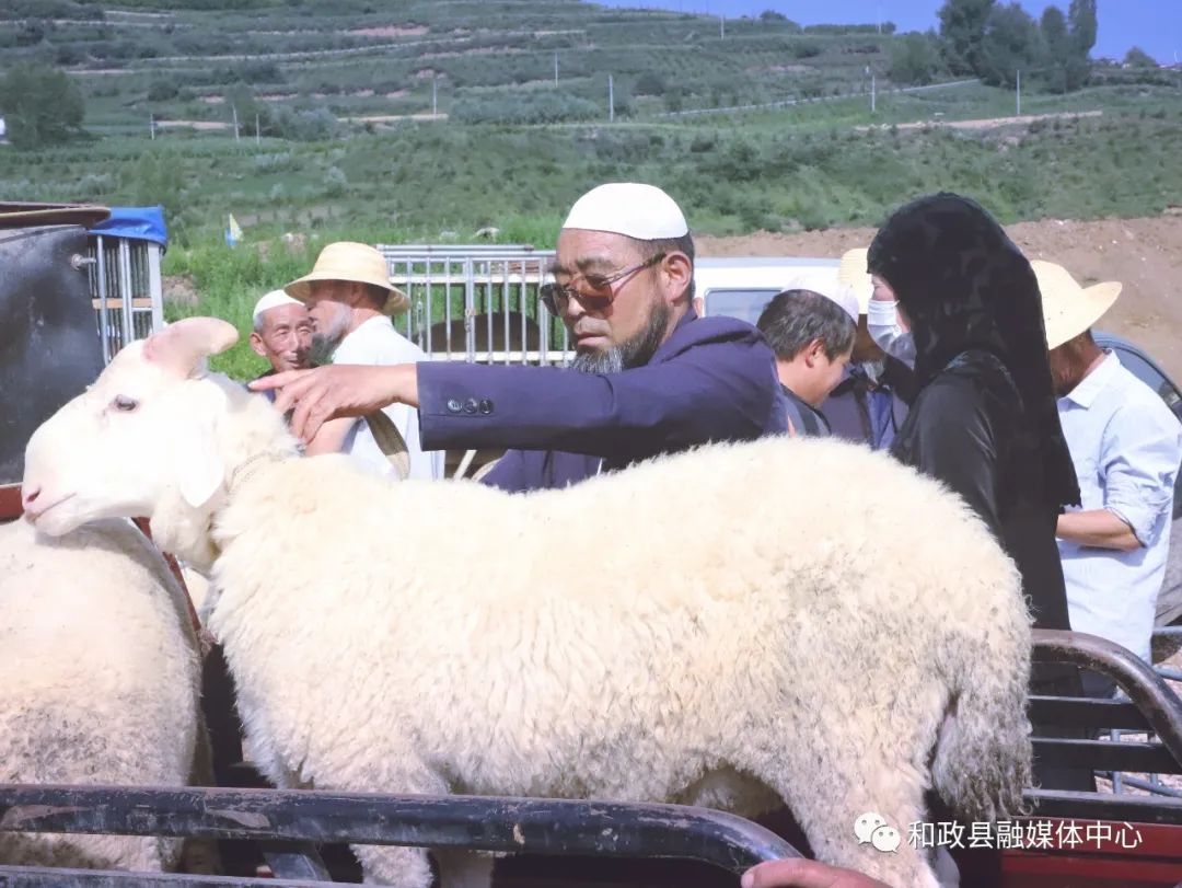 古尔邦节：和政县牛羊市场交易火爆