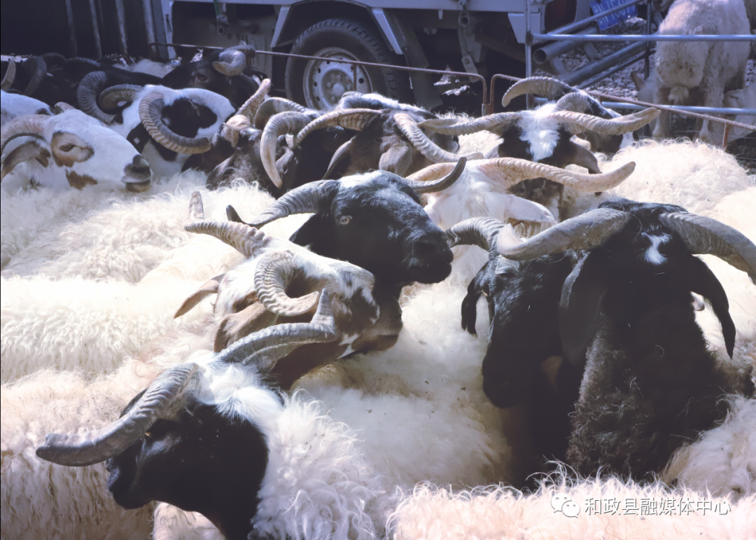 古尔邦节：和政县牛羊市场交易火爆