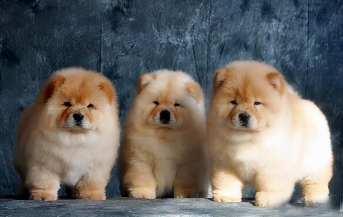 「趣闻」受欢迎的10种狗狗，寿命有多长，你知道吗？
