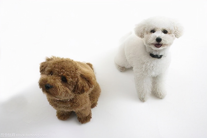「趣闻」受欢迎的10种狗狗，寿命有多长，你知道吗？