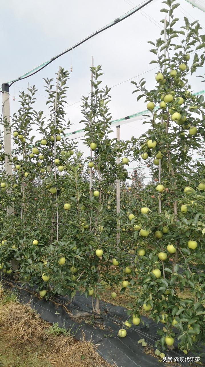 威海市开展群众性苹果等果茶芽变新品种选种工作