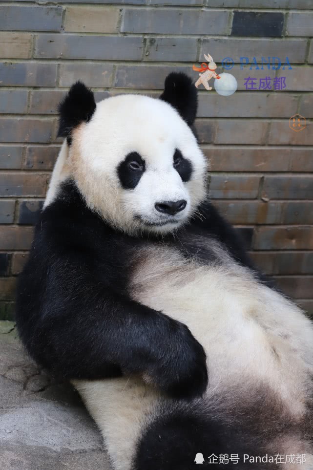 这是一只只有三条腿的熊猫，它叫戴丽，是由费翔认养的