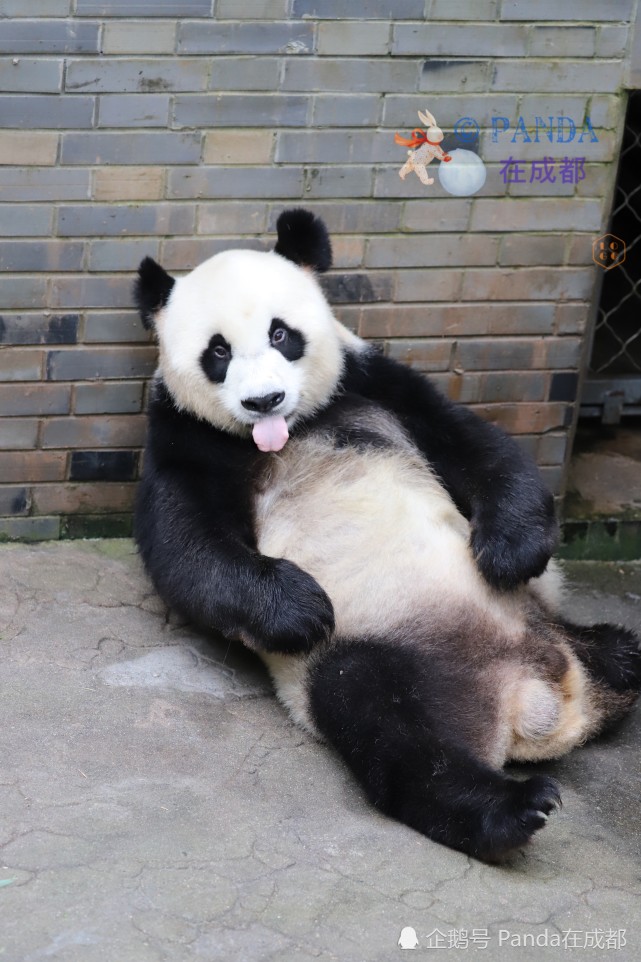 这是一只只有三条腿的熊猫，它叫戴丽，是由费翔认养的