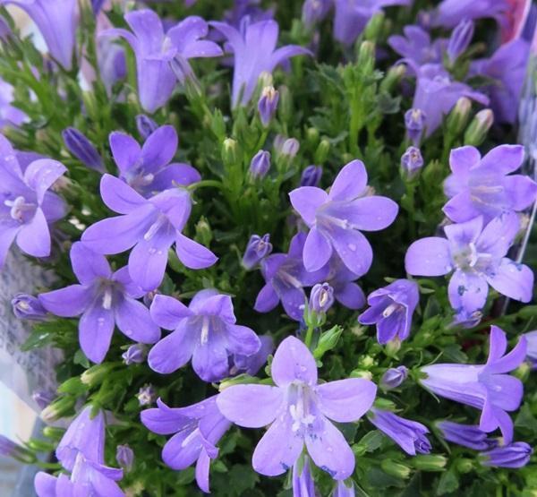这种“野花”长在山坡上，向往着爱情，绽放自己成簇小紫花
