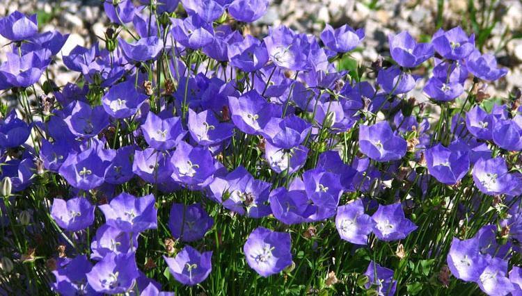 这种“野花”长在山坡上，向往着爱情，绽放自己成簇小紫花