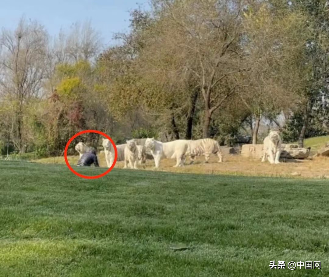游客不顾劝阻冲向虎群，北京野生动物园内发生惊险一幕！该男子已被刑拘