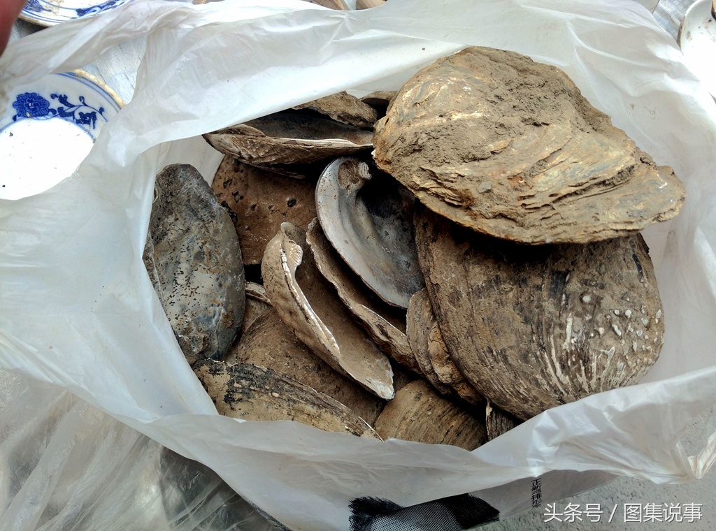 实拍农村大集：河蚌壳和古玩一起售卖，清热解毒的良药，用途广泛