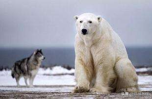 冰天雪地，企鹅与北极熊看不到彼此！北极熊去南极捕食，会如何？