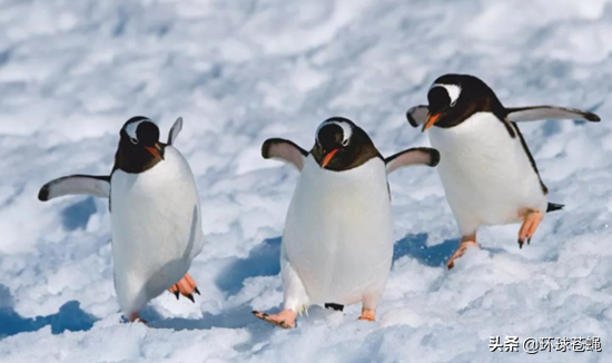 冰天雪地，企鹅与北极熊看不到彼此！北极熊去南极捕食，会如何？