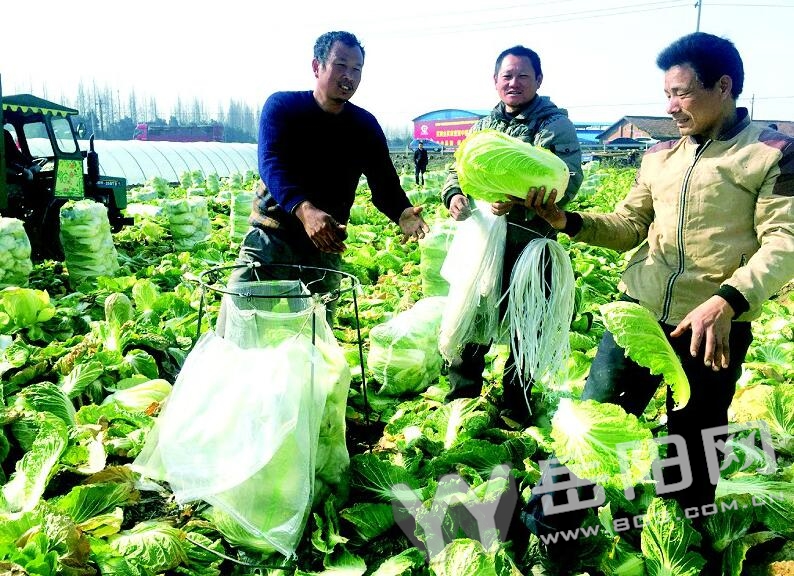 广兴洲的蔬菜“猴赛雷” 卖到了日本、韩国