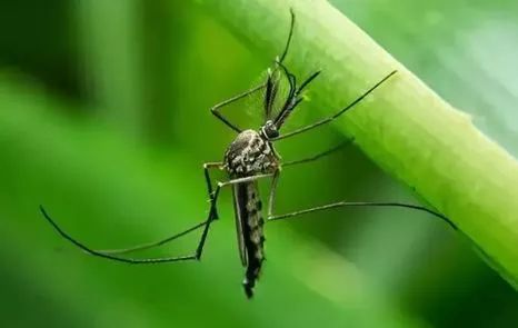 蚊子有秘功? 科学家们怎么发现的?