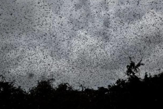 4000亿蝗虫逼近中国，仅一步之遥，蝗灾中的蝗虫到底能不能吃？