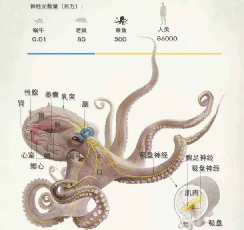 章鱼智力已高到“令人无法理解的地步”，为啥没爬到食物链顶端？