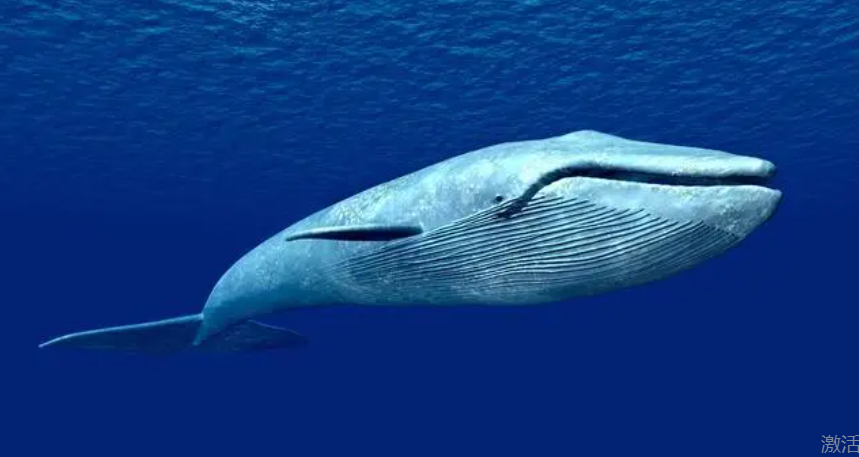 蓝鲸的冷知识：蓝鲸是地球上最大的动物。看数据，不要惊讶
