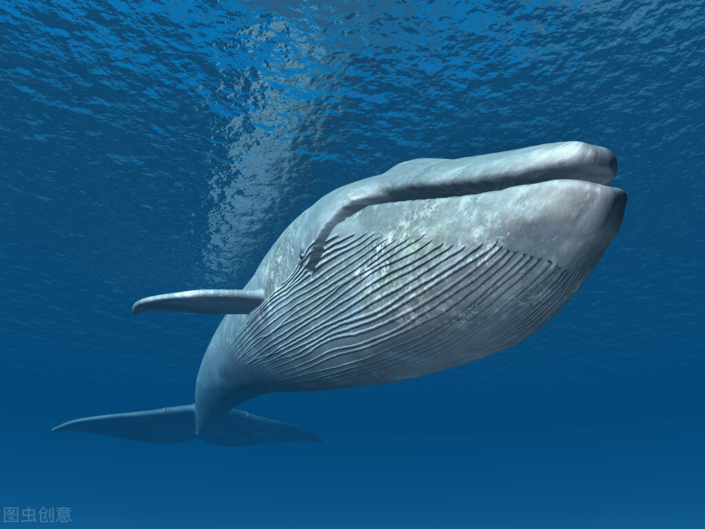 蓝鲸的冷知识：蓝鲸是地球上最大的动物。看数据，不要惊讶