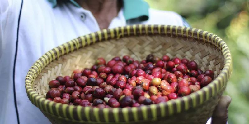 咖啡产地｜蓝山的故乡——牙买加