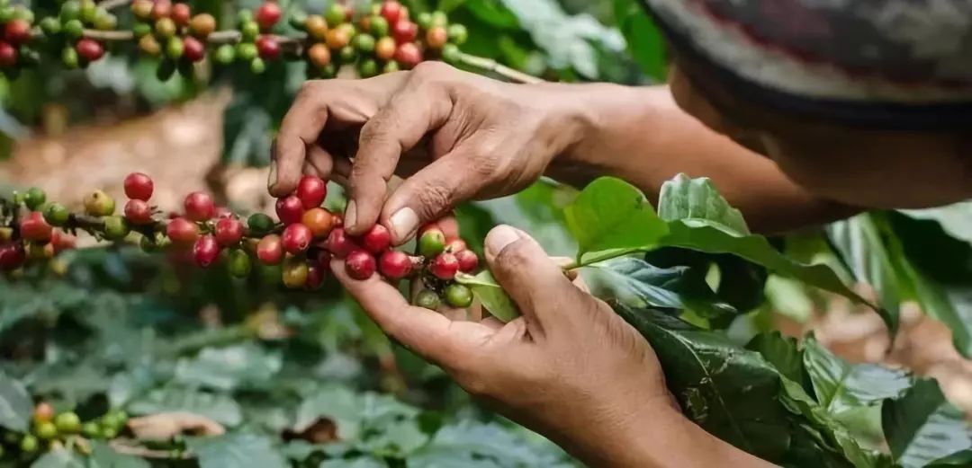 咖啡产地｜蓝山的故乡——牙买加