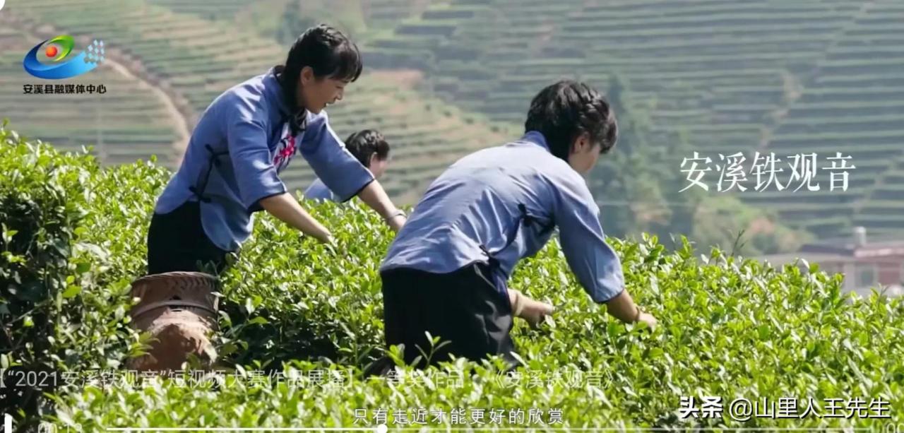 茶知识！福建安溪——铁观音养生茶，你喝了吗？