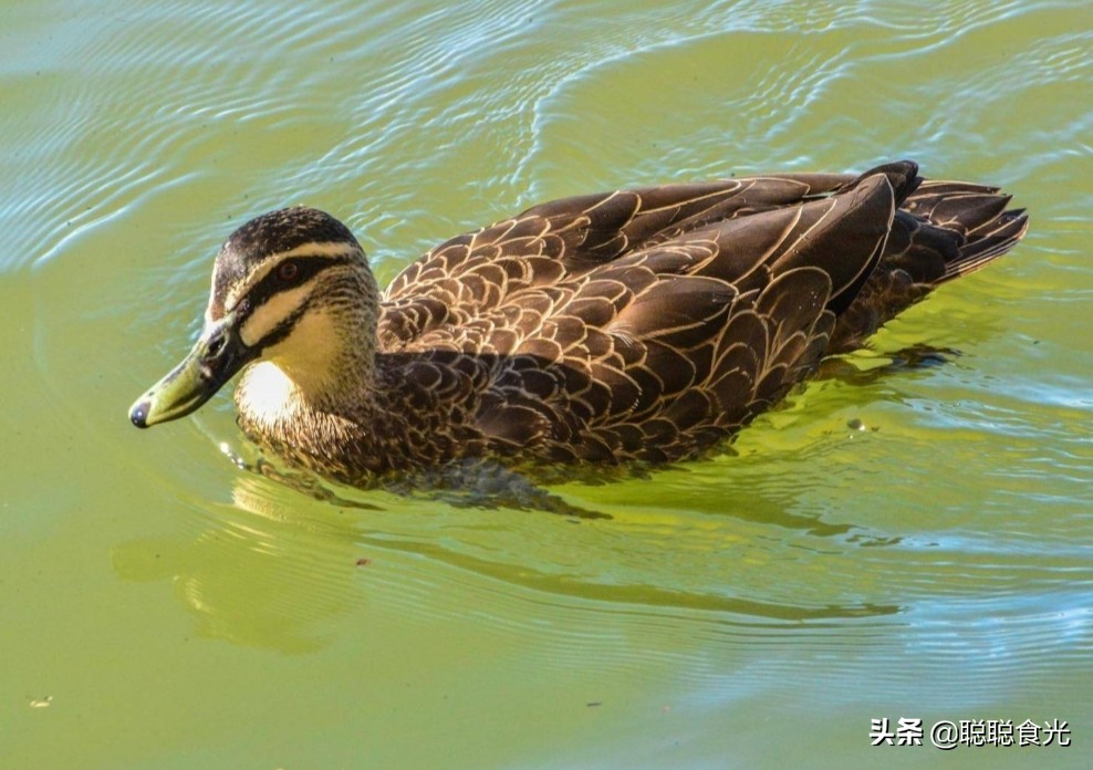 明天中元节，有说法“七月半吃鸭，万事不用怕”，老传统别忘