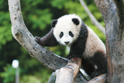 似乎只会卖萌的大熊猫为什么是国宝？