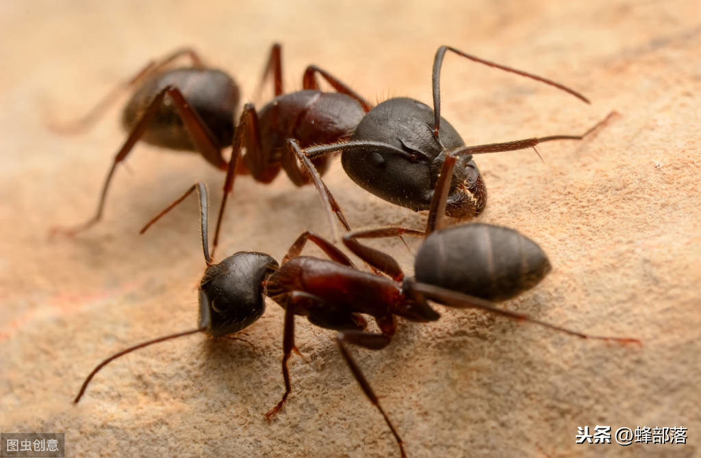 如何清除蜂箱内的蚂蚁而不影响蜂群？老蜂农：无法做到尽善尽美