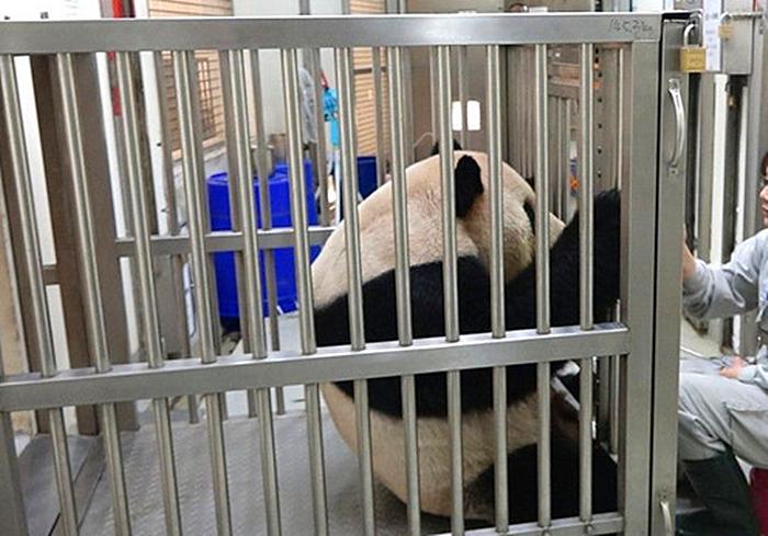 叹气也要坚持仰卧起坐，大熊猫是怎么了？原是太胖被要求减肥