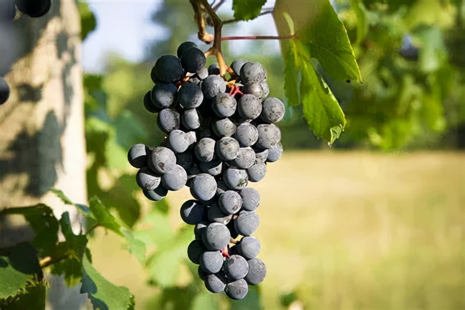 意大利十大葡萄品种