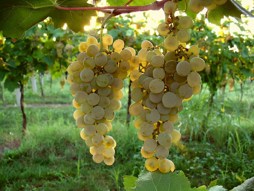 意大利十大葡萄品种
