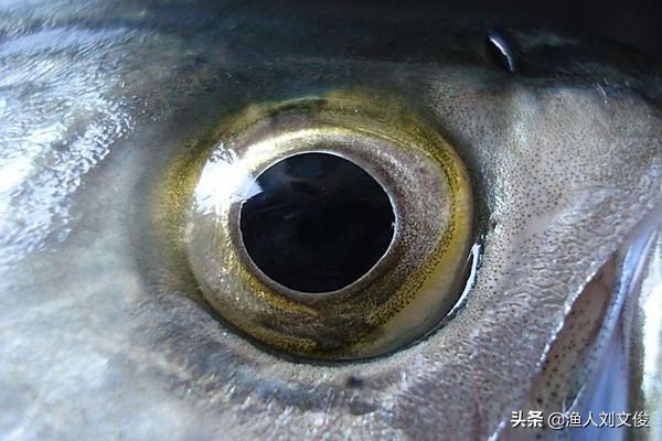 鱼病镜检与显微镜的使用方法：镜检是诊断鱼病的重要方法之一