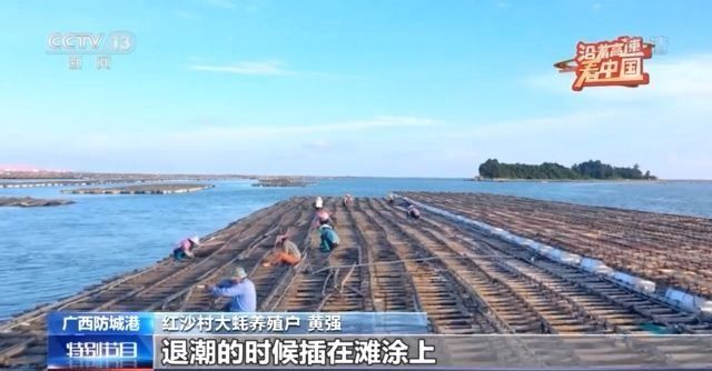 沿着高速看中国·兰海高速丨“海洋牧场”万亩蚝排带富沿海乡村
