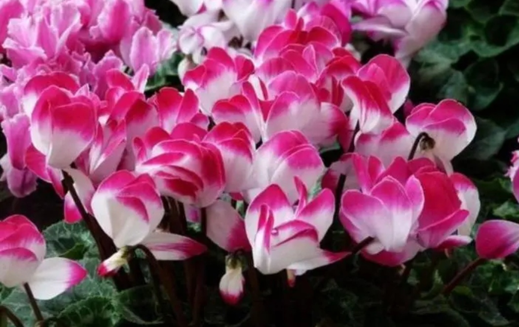 盘点八种冬天开的花，春节期间养一盆，开花漂亮还喜庆