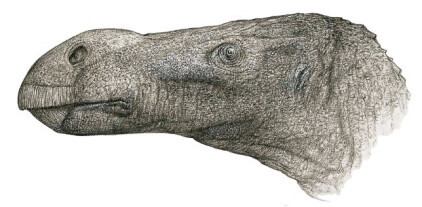 英国怀特岛发现长有球状鼻的恐龙新物种