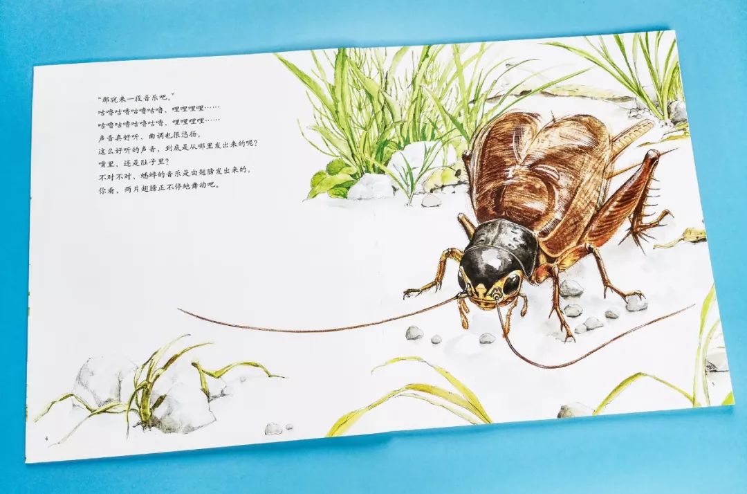 孩子一生必看的法布尔昆虫记，上千个版本看这套就够了