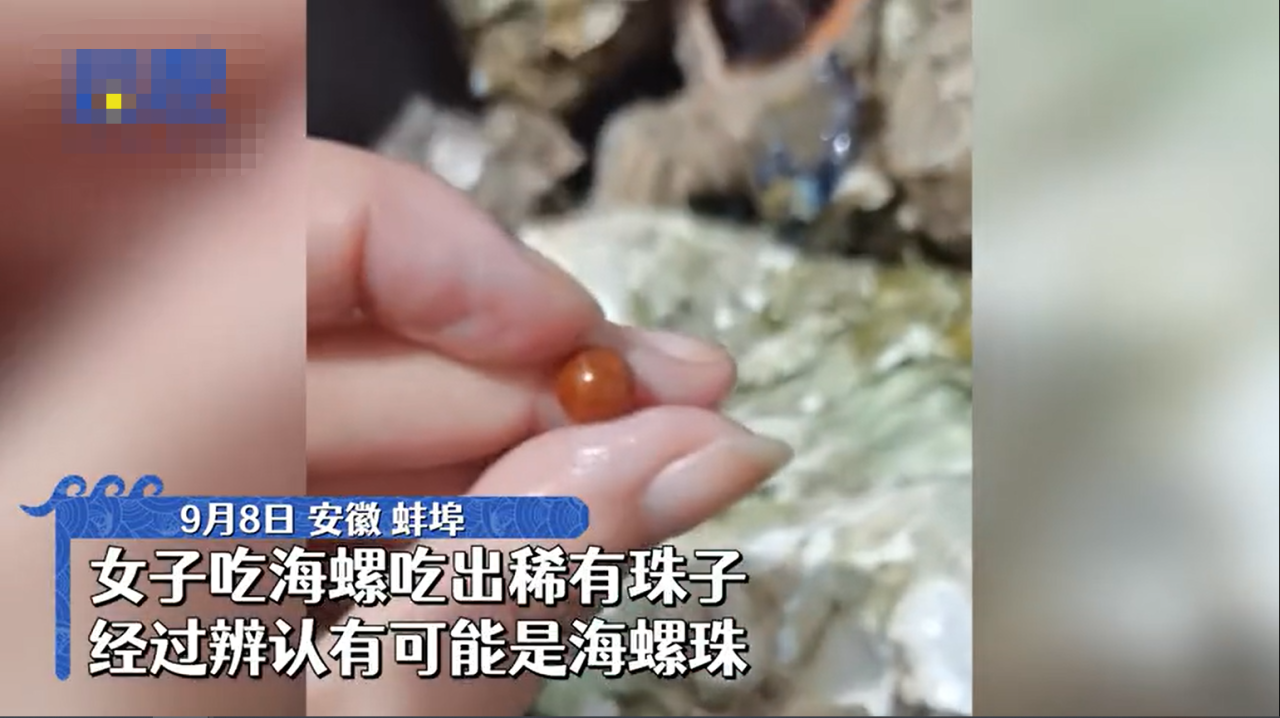 5万个海螺才出一颗珠！女子吃到罕见海螺珠，价值究竟有多高？