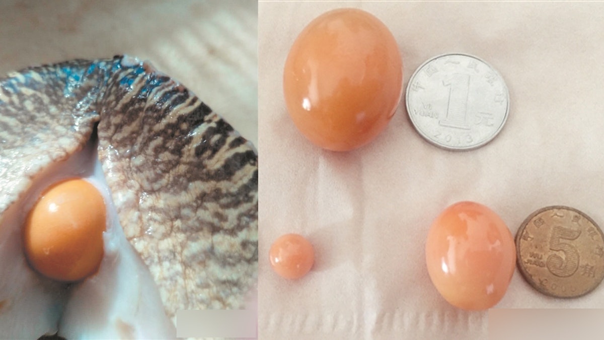 5万个海螺才出一颗珠！女子吃到罕见海螺珠，价值究竟有多高？