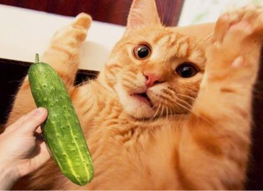 猫咪怕黄瓜的几大原因，看完你就赶紧抱抱它吧