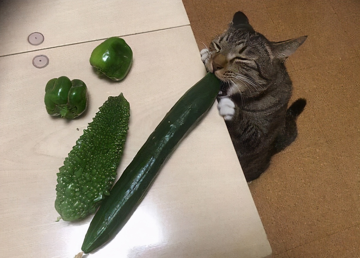 猫咪怕黄瓜的几大原因，看完你就赶紧抱抱它吧
