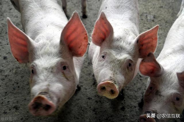 022年底猪价大涨是真的吗？2022年底猪价大涨"