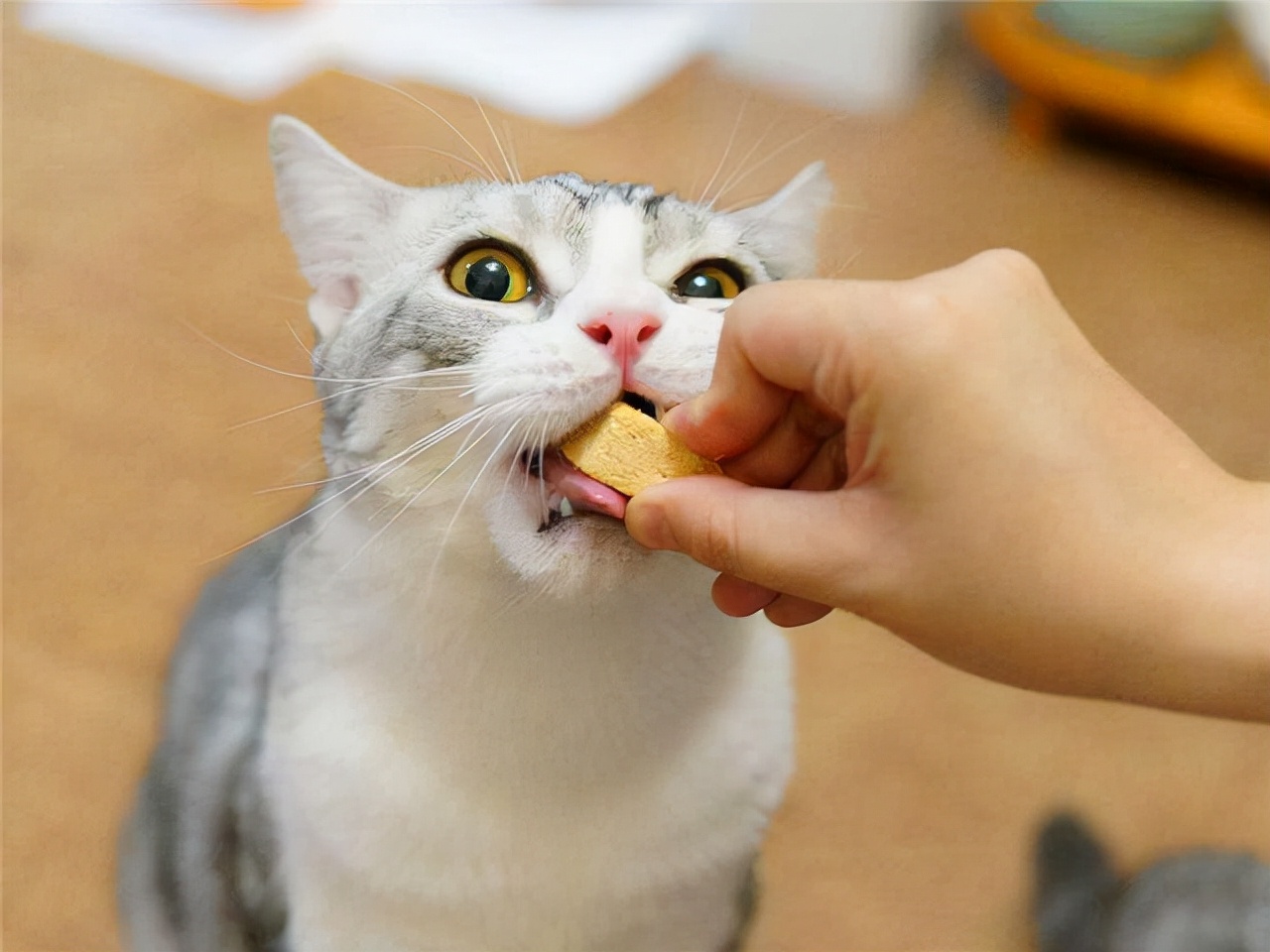 猫咪不能吃的食物，千万别再乱投喂