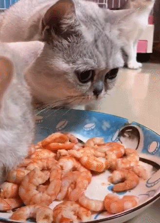 猫咪不能吃的食物，千万别再乱投喂